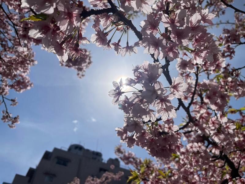 Shot of the sky with cherry blossoms in the foreground