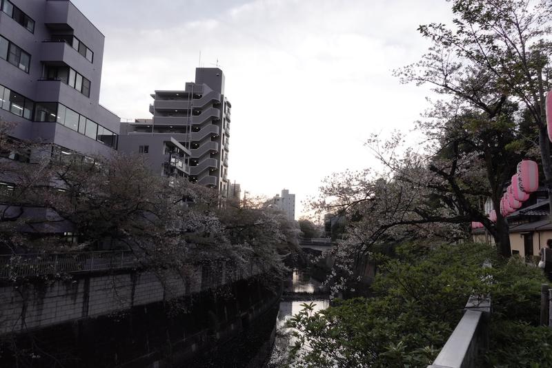 Cherry blossoms over a river in Tokyo