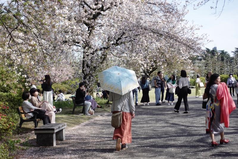 Woman with umbrella in Shinjuku Park surrounded by cherry blossoms